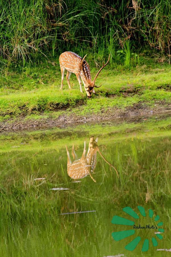 Rainbow Safari Resort Sauraha Exterior photo